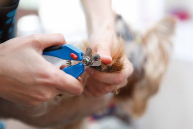 Pet groomer cut claws of Yorkshire Terrier dog with professional nail callipers tool