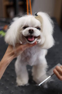 Cute maltese dog in vet clinic. Groomer specialist brushes animal fur with comb. Pet grooming salon concept