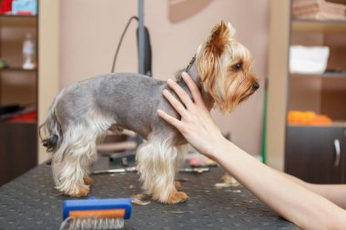 Yorkshire terrier dog on table in pet grooming salon. Cute toy dog being groomed in vet clinic