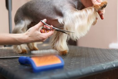 Pet groomer cuts fur with scissors. Professional grooming service for Yorkshire terrier dog