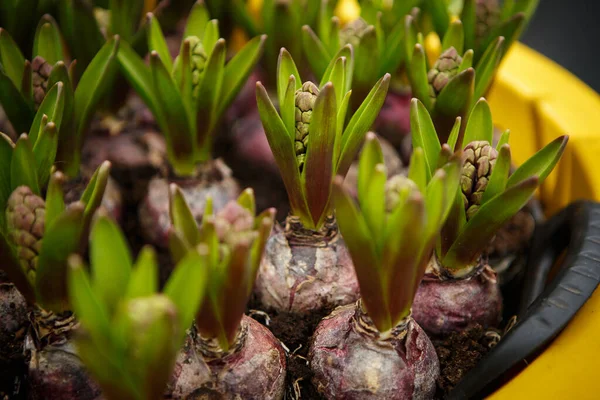 Tulip flower bulbs in close up. Young decorative Dutch flowers onion ready to be planted