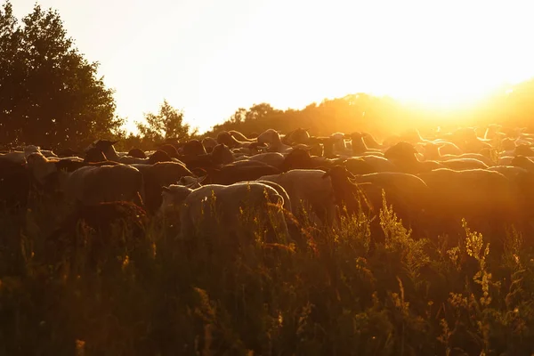 Flock Sheeps Grazing Ukrainian Farm Sunset Beautiful Orange Dusk Countryside — Stock Photo, Image