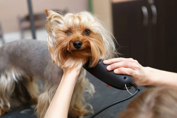 Bonita Yorkie Siendo Arreglada Peluquero Profesional Mascotas Afeitarse Yorkshire Terrier — Foto de Stock