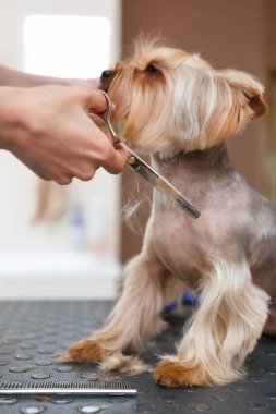 Evcil hayvan tımarcısı bir kuaförde Yorkshire teriyeri köpeği tımar ediyor. Veteriner kliniğinde profesyonel hayvan hijyeni ve sağlık hizmeti.