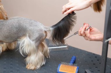 Yorkshire Teriyer köpek kuyruğunda kürk kesen hayvan tımarcısı. Profesyonel hayvan bakımı hizmeti kavramı.