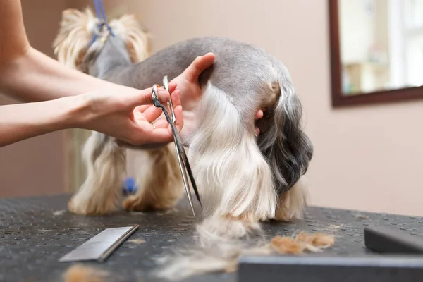 Yorkie Grooming Profissional Salão Groomer Corte Pele Jovem Cão Terrier — Fotografia de Stock