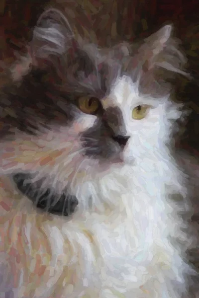 White Gray Domestic Cat — Stock Photo, Image