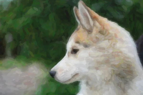 Portrét Čistokrevná Sibiřský Husky Hunter Pes Dlouhou Silved Kožich Domácí — Stock fotografie