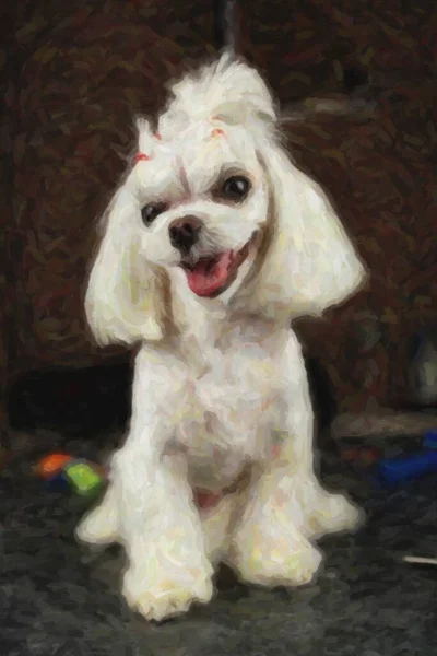 Schattige Verzorgde Maltese Speelgoedhond Verzorgingssalon Happy Puppy Portret Dierenarts Clinic — Stockfoto