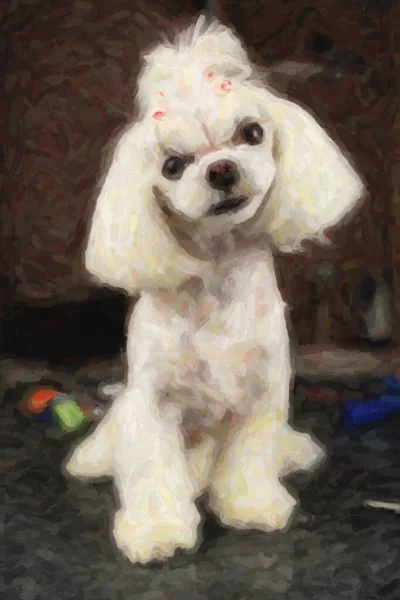 Прекрасний Мальтійський Іграшковий Собака Столі Гарному Салоні Портрет Милого Білого — стокове фото