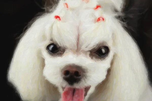Cute White Maltese Puppy Portrait Beautiful Little Toy Dog Heavy — Stock Photo, Image