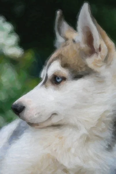Portrait Eines Wunderschönen Sibirischen Huskys Mit Leuchtend Blauen Augen Und — Stockfoto