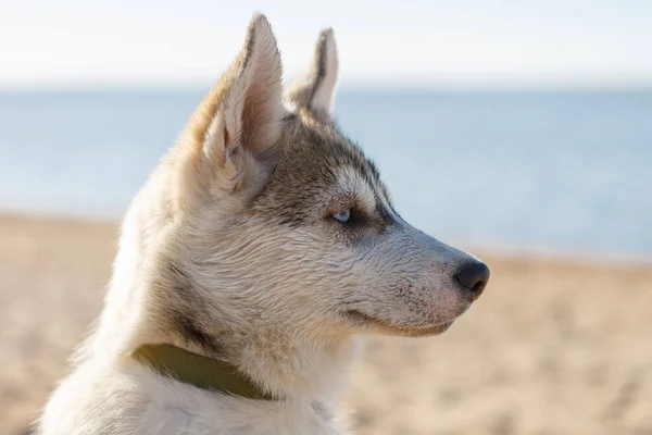 Portrait Beautiful Grey Husky Blue Eyes Wet Young Dog Sitting — Stock Photo, Image