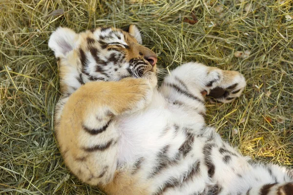 Beautiful little tiger cub sleeping outdoor