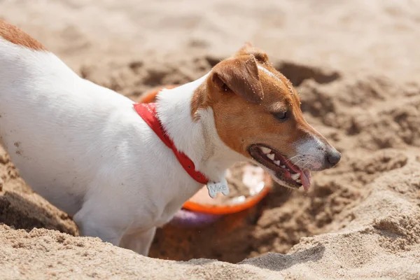 Jack Russell dog digging sand on the beach in summer. Playful young pet having fun on the seaside