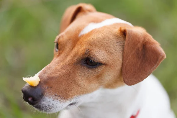 Trained Jack Russell dog waiting for a command to eat. Portrait of cute young brown puppy with a piece of food on nose