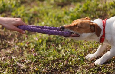 Jack Russell köpek sahibi ile açık havada oynuyor. Çekici oyuncağı dişleriyle çeken sevimli bir teriyer.