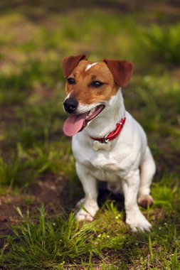 Parktaki çimlerde oturan sevimli küçük Jack Russell köpeği pembe dili dışarı çıkmış.