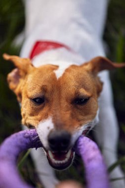 Oyuncağı dişleriyle çeken bir evcil hayvan. Aktif genç Jack Russell köpek dışarıda sahiple oynuyor.