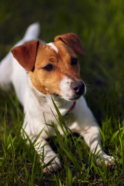 Şirin küçük Jack Russell teriyer köpeği yeşil çimlerde yatıyor. Güzel hayvan dışarıda dinleniyor.