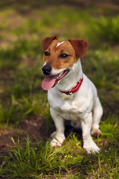 stock image Cute little Jack Russell dog sitting on grass in park with pink tongue sticking out