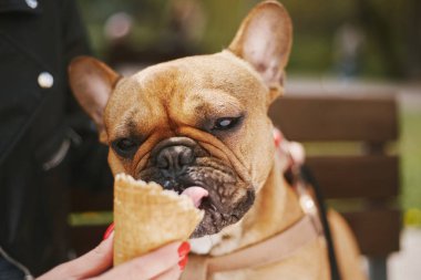 Tatlı kahverengi köpek yavrusu dondurma yalıyor. Parkta tatlı yiyen sevimli genç Fransız bulldog.