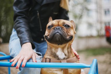Atlıkarıncaya binen komik bir Fransız bulldog sahibi ile takılır. Genç ve şirin bir köpeğin portresi.