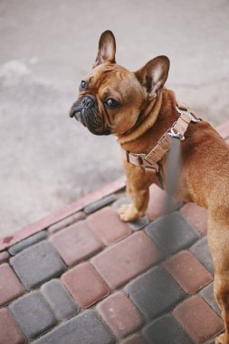 Tasmalı şirin bir köpek, kameraya bakıyor. Dışarıda yürüyen sevimli Fransız bulldog 'u 