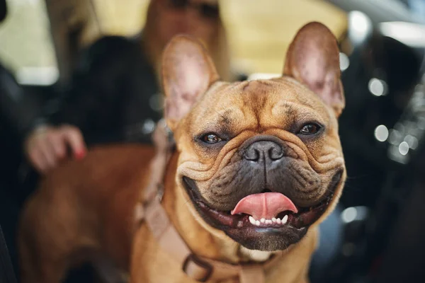 Portrét Legračního Francouzského Buldočího Štěněte Roztomilý Hnědý Pes Sedí Autě — Stock fotografie