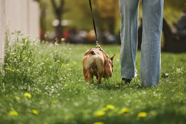 Proprietário Passear Cão Parque Verde Primavera Mulher Caminha Com Bulldog — Fotografia de Stock