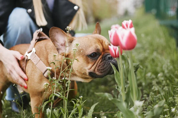 Милий Маленький Бульдог Нюхає Квіти Тюльпанів Весняному Саду Власник Ходить — стокове фото
