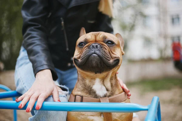 Atlıkarıncaya Binen Komik Bir Fransız Bulldog Sahibi Ile Takılır Genç — Stok fotoğraf