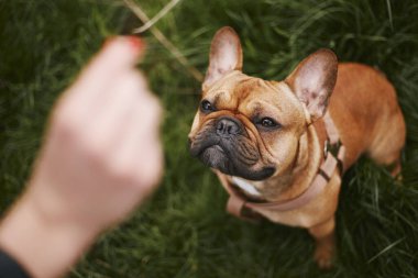 Tatlı, genç bir bulldog ödül istiyor. Çimlerin üzerinde oturan ve elinde yiyecek olan küçük kahverengi bir köpeğin resmi.
