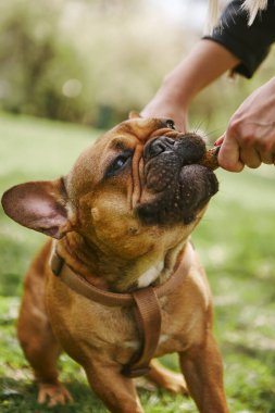 Küçük komik köpek sahibiyle oynuyor. Şirin bir Fransız bulldog köpeği sopayı yakından ısırıyor. Yeşil bir parkta sağlıklı ve neşeli bir hayvan.