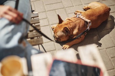 Küçük kahverengi buldog güneşte dinleniyor. Şirin genç köpek güneşli havanın tadını çıkarıyor.