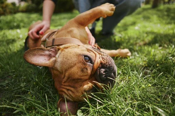Sahibi Köpek Yavrusunu Tırmalıyor Şirin Kahverengi Köpek Dışarıda Eğleniyor — Stok fotoğraf