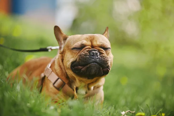 Funny little dog squinting in the sun. Cute brown French bulldog lying in green grass and enjoying the sunny spring day