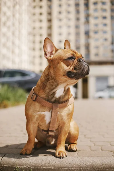 Hermoso Bulldog Francés Cachorro Sentado Aire Libre Mirando Calle Linda — Foto de Stock