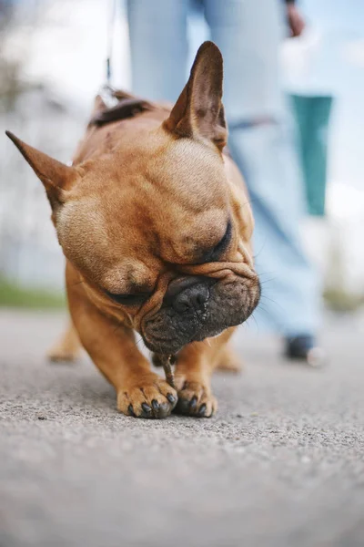 Lindo Perrito Bulldog Masticando Palo Cerca Retrato Adorable Mascota Urbana — Foto de Stock
