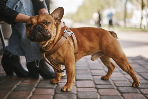 Proprietario Accarezzare Carino Giovane Bulldog All Aperto Ritratto Adorabile Cucciolo — Foto Stock