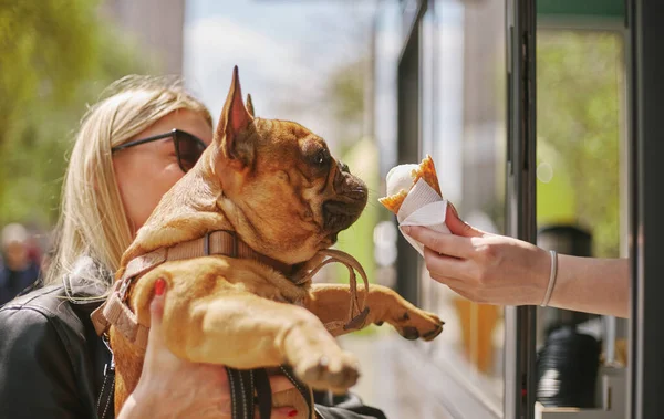 Cute young bulldog eating an ice cream. Owner spoiling her pet with dessert food