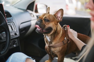 Sahibi ile arabada oturan sevimli genç bir köpek. Aracın içindeki sevimli kahverengi buldog yavrusunun portresi.