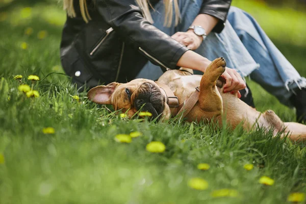 Komik Genç Bulldog Göbek Masajından Hoşlanıyor Sahibi Onu Okşarken Mutlu — Stok fotoğraf