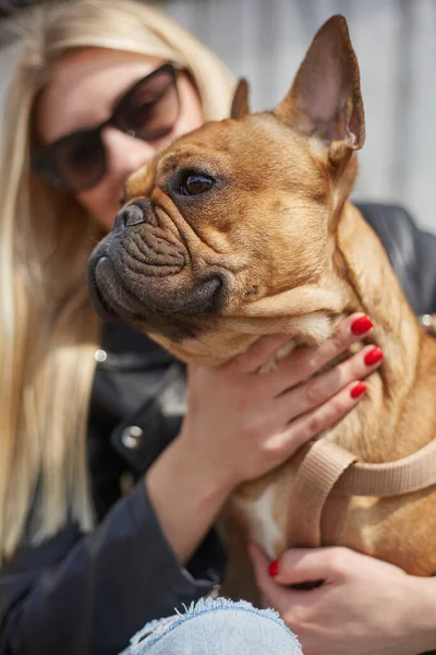 Portret Van Een Schattige Bruine Franse Bulldog Zittend Schoot Van — Stockfoto