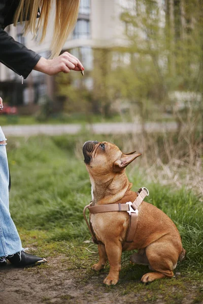 Owner training pet. Young woman giving her dog a treat. French bulldog being trained to follow commands
