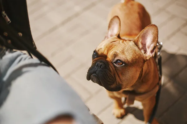 Cute French bulldog puppy asking the owner for food. Portrait of adorable young dog waiting for a treat