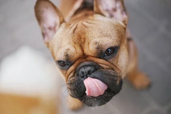 Cute dog looking at ice cream with desire and licking it\'s lips. Funny French bulldog asking for a treat