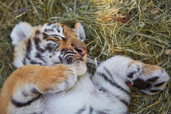 Cute tiger cub sleeping in hay. Portrait of adorable predator resting in zoo