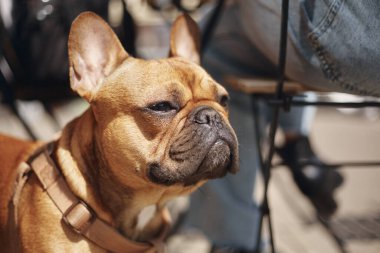 Genç bir Fransız bulldog köpeğinin güneşteki portresi. Açık bir kafede tasmalı sevimli bir hayvan.