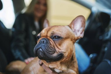 Aracın içinde oturan bir Fransız bulldog köpeğinin portresi. Arabasıyla gezen genç bir kadın.